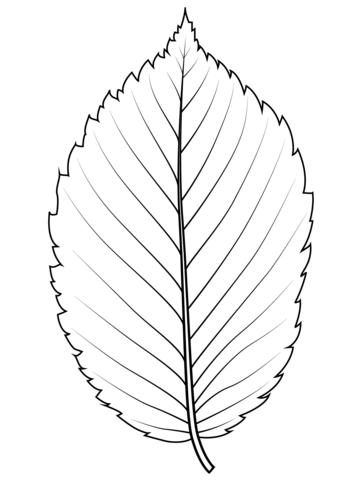 American Elm Leaf Coloring Page